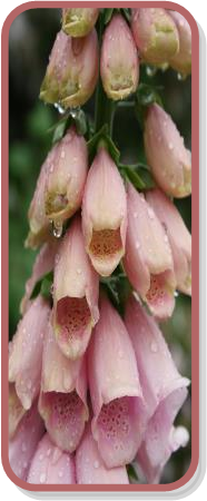 Digitalis (foxglove)